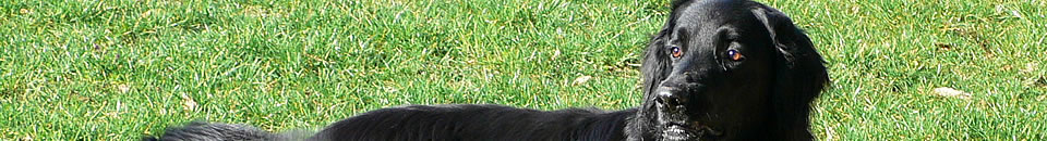 Tiere begleiten über den Regenbogen in's Tierreich