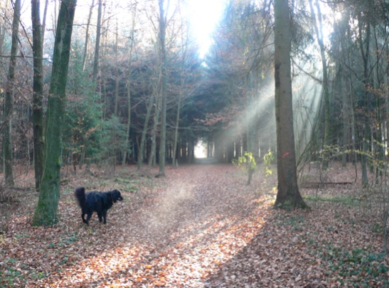 Regenbogen ins Tierreich